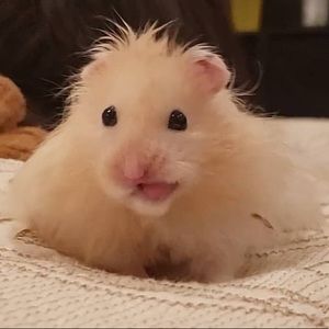 Meet your Posher, Chelsea